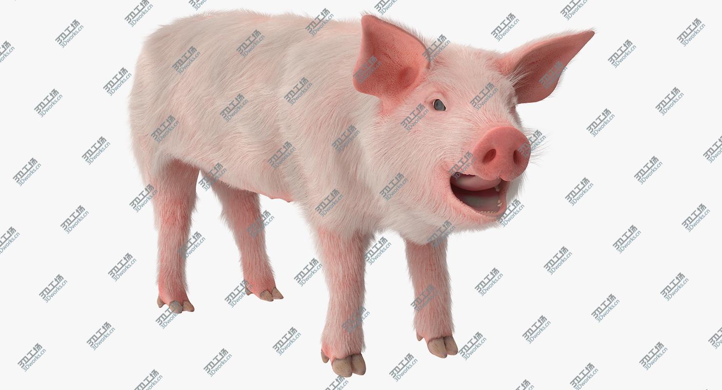 images/goods_img/202104091/Pig Piglet Landrace with Fur Rigged 3D model/2.jpg